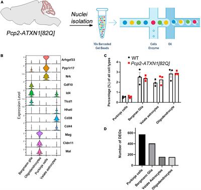Single nuclei RNA sequencing investigation of the Purkinje cell and glial changes in the cerebellum of transgenic Spinocerebellar ataxia type 1 mice